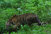safari_20.jpg