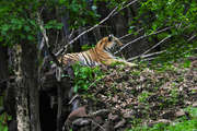safari_30.jpg