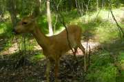safari_180.jpg