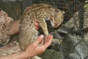 safari_250.jpg