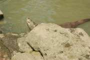 safari_260.jpg
